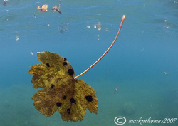 Autumn Leaves.
Capernwray.
10.5mm. by Mark Thomas 